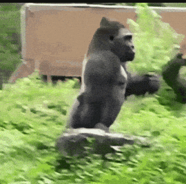 Gif animé